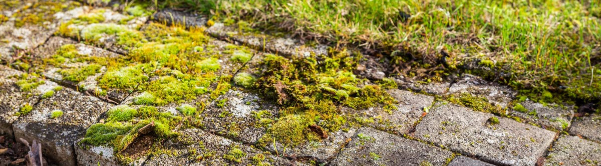 How to Clear Your Driveway, Patio & Roof of Moss