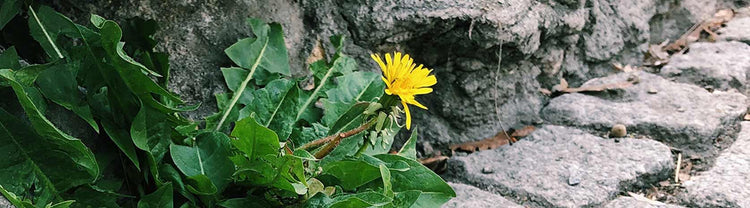 Weed Killer: A Comprehensive Guide To Eliminating Weeds