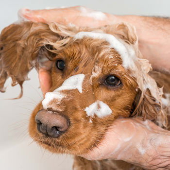 Pet Shampoo