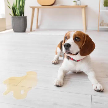 Pet Urine Cleaning & Neutralising